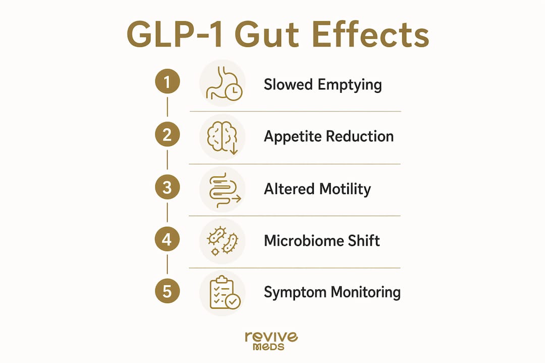 Infographic describing GLP-1 effects on digestion stages